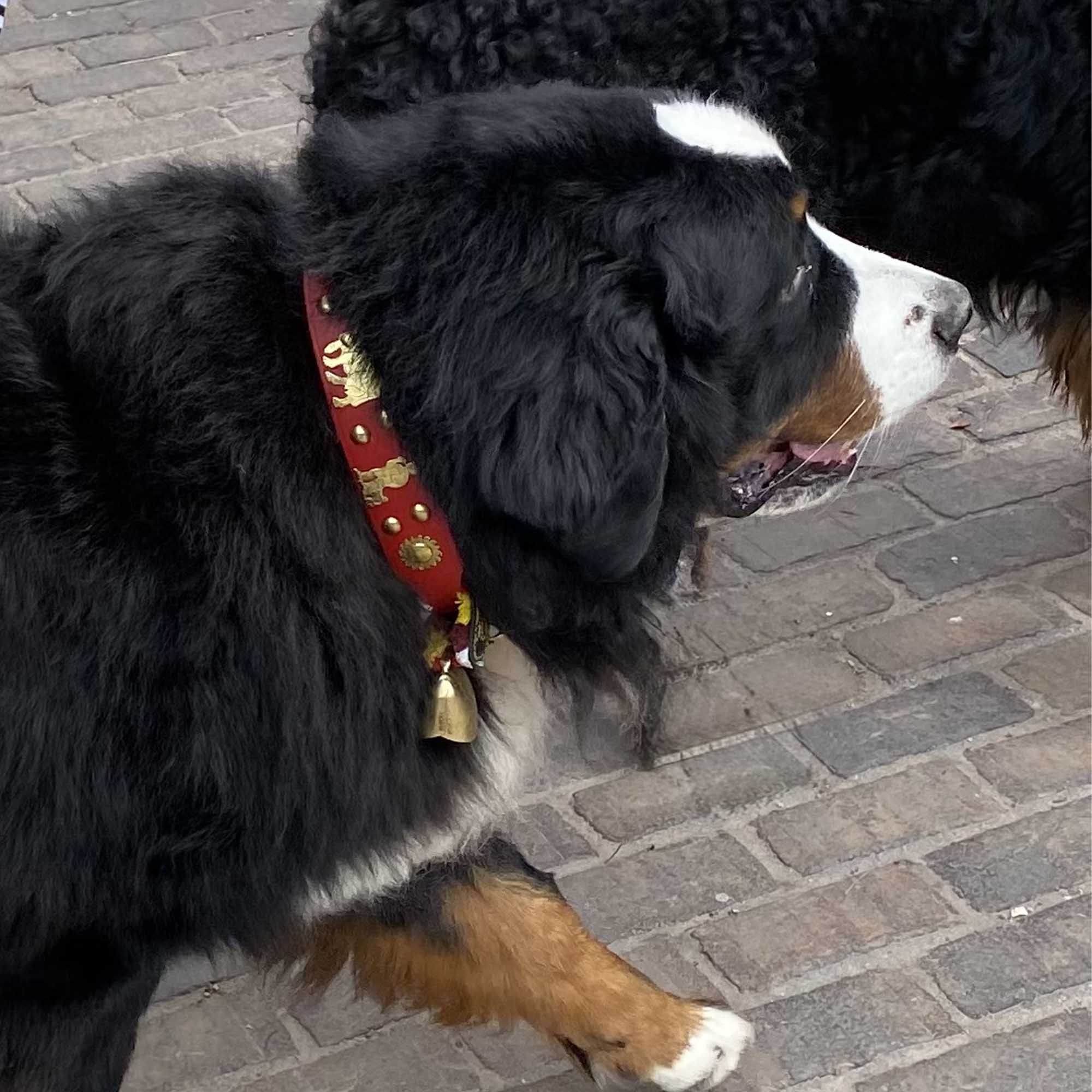 Dog Collar | Red